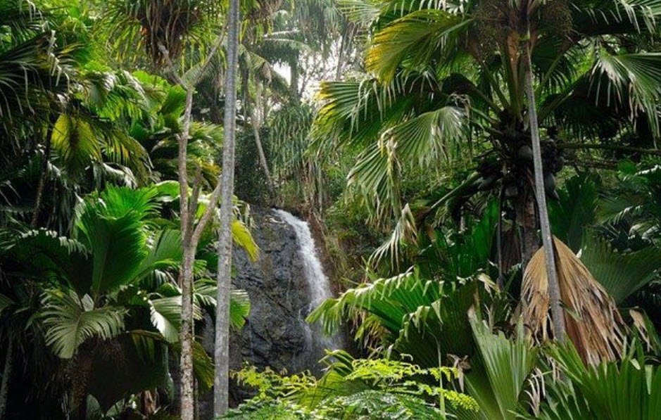 Vallée de Mai, Seychelles